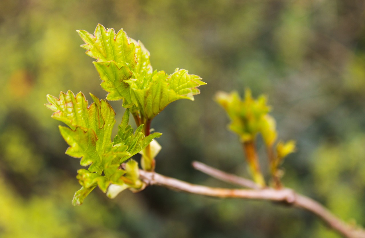 lente, bloemblaadjes, tuin, boomgaard, stam, tak, fruit tree, stemming, weer