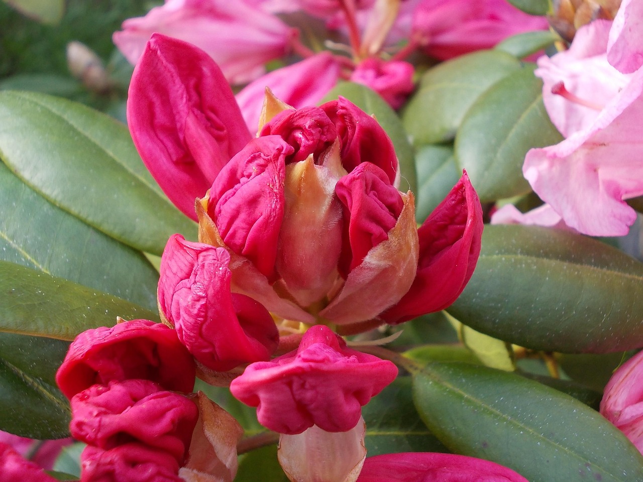 rhododendron, bloesem, lente, plant, struik, nature, bloemen, natuur